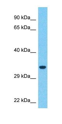MARH8 antibody