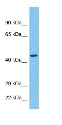MARHB antibody