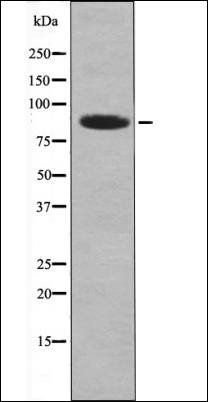 MARK1/2/3/4 (Phospho-Thr215) antibody