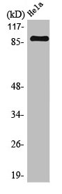 MARK1 antibody