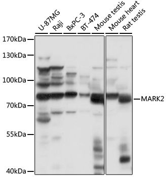 MARK2 antibody