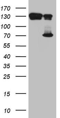 MARK3 antibody