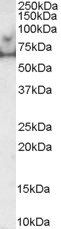 Goat anti-MARK4L Antibody