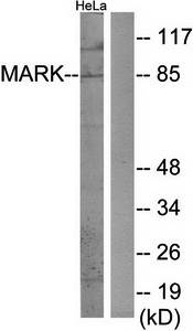 MARK antibody