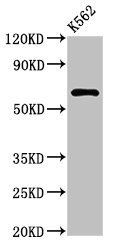MARS2 Antibody