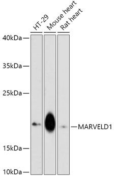 MARVELD1 antibody