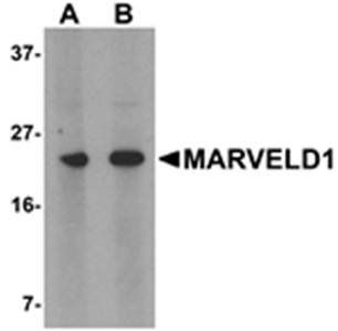 MARVELD1 Antibody