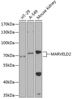 MARVELD2 antibody