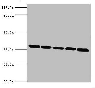 MAS1 antibody