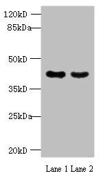 MAS1L Antibody