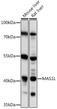 MAS1L antibody