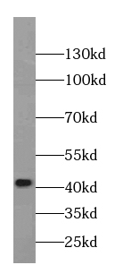 MAS1L-Specific antibody