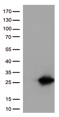 MASA Antibody