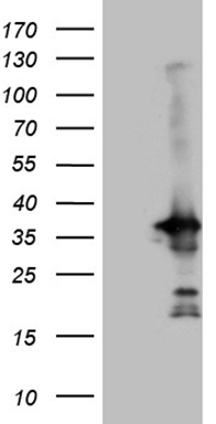 MASA (ENOPH1) antibody