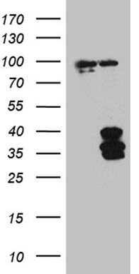 MASA (ENOPH1) antibody