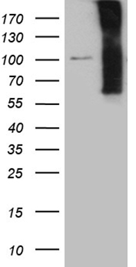 MASA Antibody