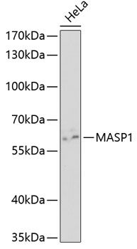 MASP1 antibody