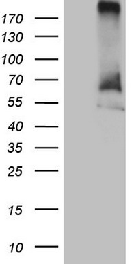 MAST205 (MAST2) antibody