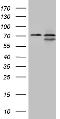 MAST205 (MAST2) antibody