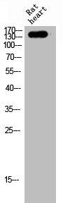 MAST3 antibody