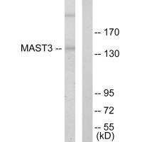 MAST3 antibody