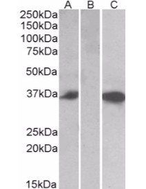 Goat anti-CMA1 Antibody