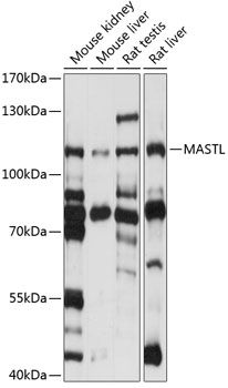 MASTL antibody