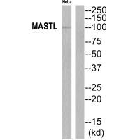 MASTL Antibody