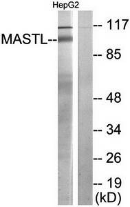 MASTL antibody