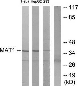 MAT1 antibody