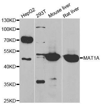 MAT1A antibody