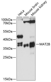 MAT2B antibody