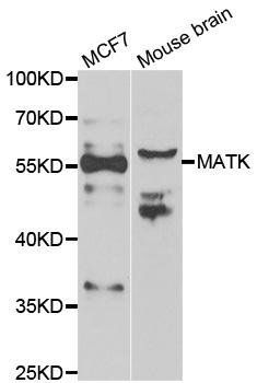 MATK antibody