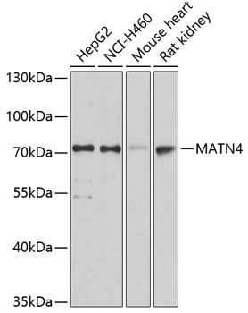 MATN4 antibody
