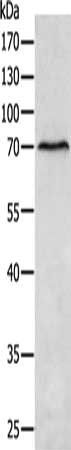 MATN4 antibody