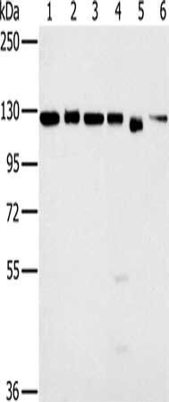 MATR3 antibody