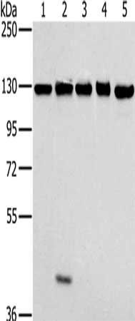 MATR3 antibody