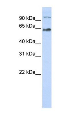 MAU2 antibody