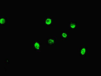 MAX Antibody