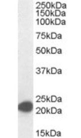 Goat anti-MAX Antibody