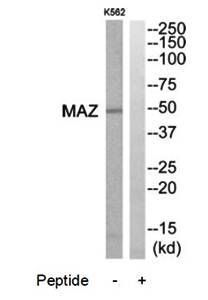MAZ Antibody
