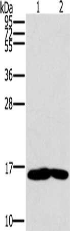 MB antibody