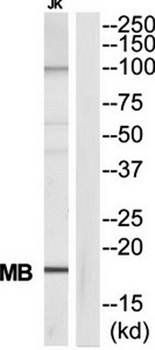 MB Antibody