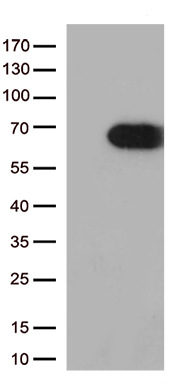 MBD1 antibody