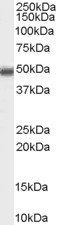 Goat anti-MBD2 (isoform 1) Antibody