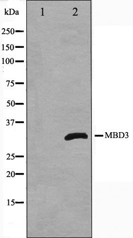 MBD3 antibody