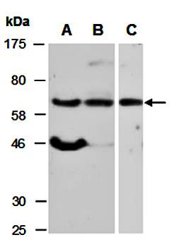 MBD4 antibody