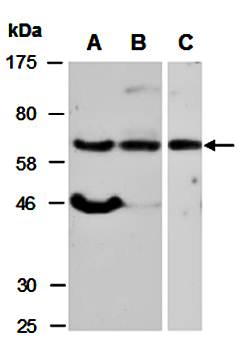 MBD4 (C) Antibody, Rabbit Polyclonal