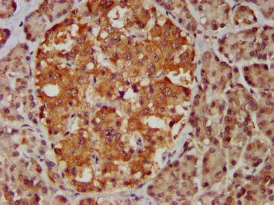 MBIP Antibody