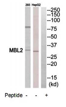MBL2 antibody
